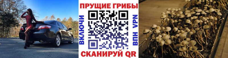 Галлюциногенные грибы Cubensis  Купить  Бузулук 